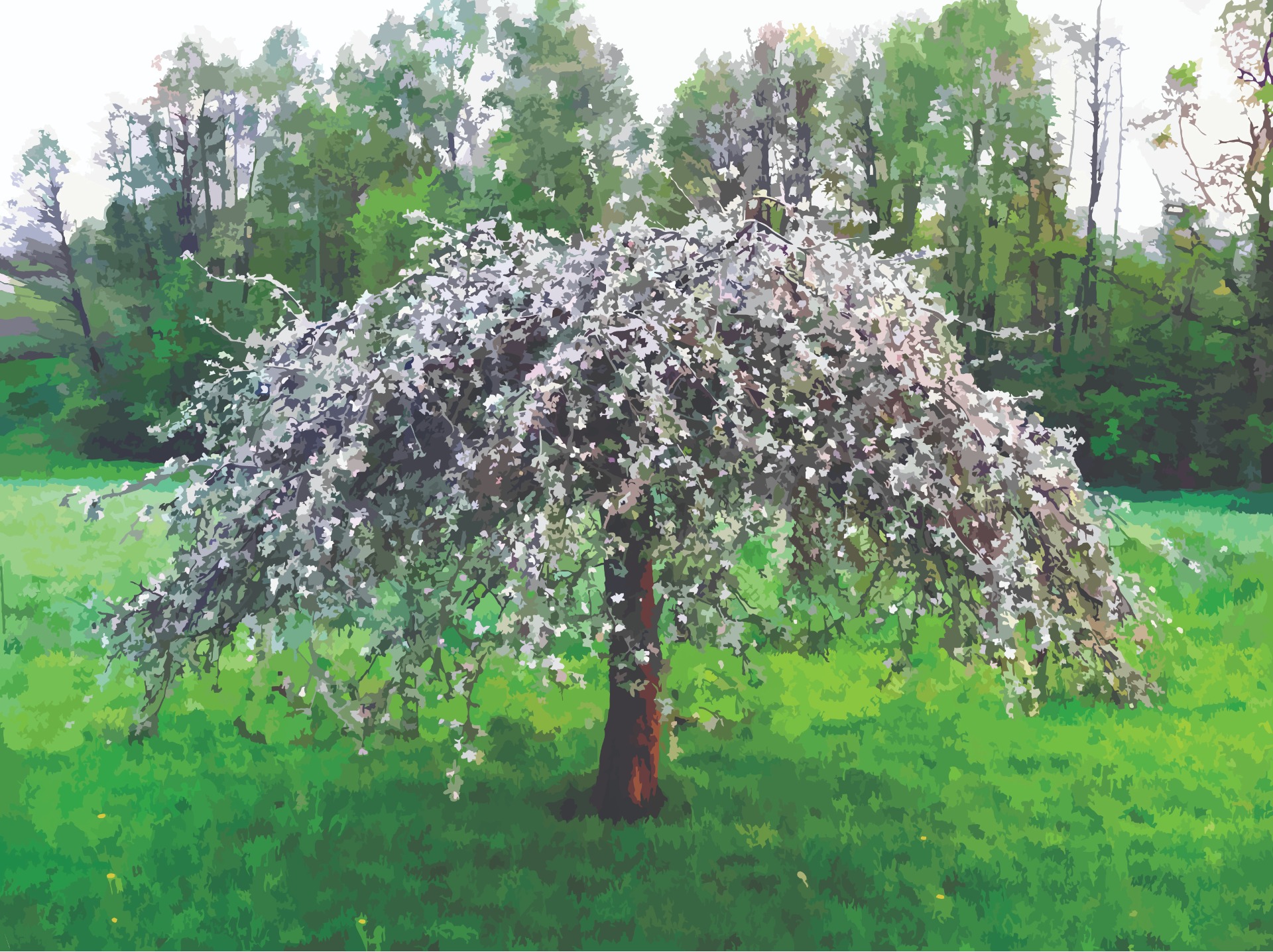 Božena Tyrlíková - Horáková: jabloň Maruška