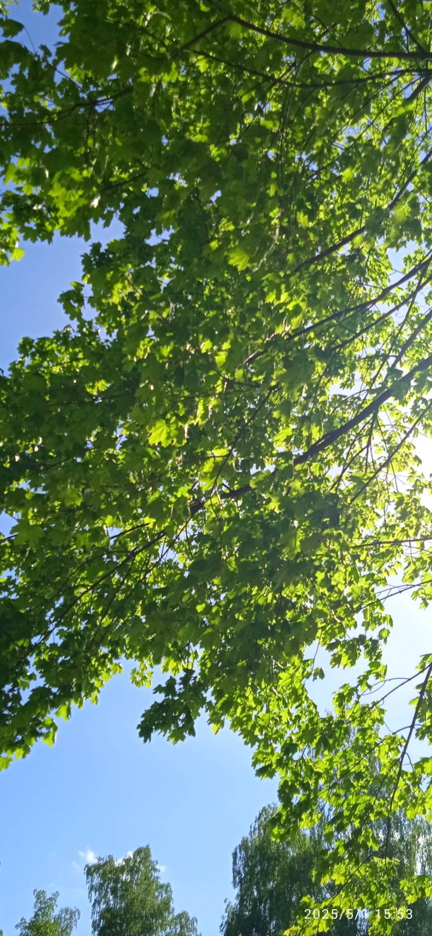 Pavlína Kollárová